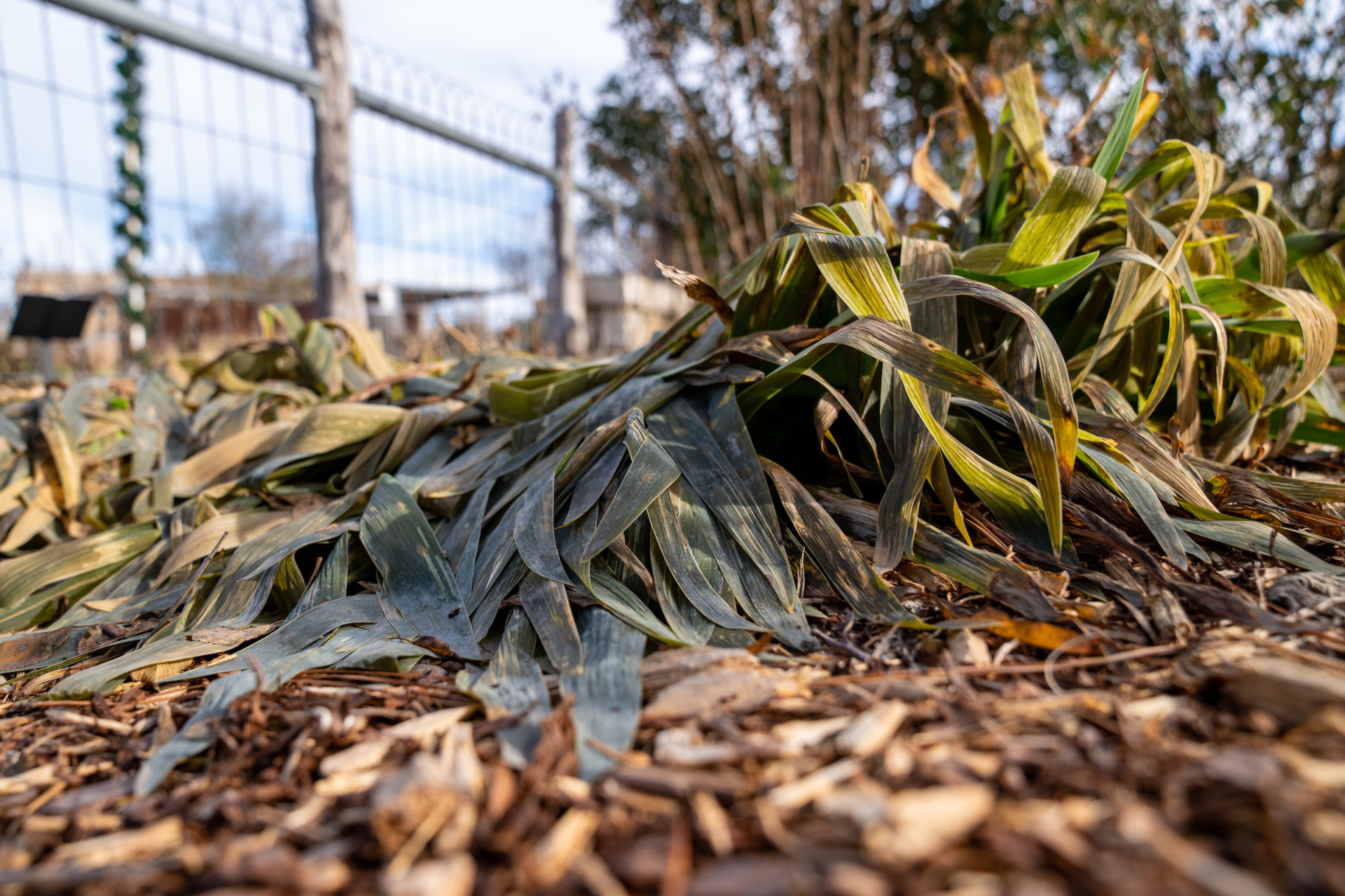 What happens when leaves freeze?